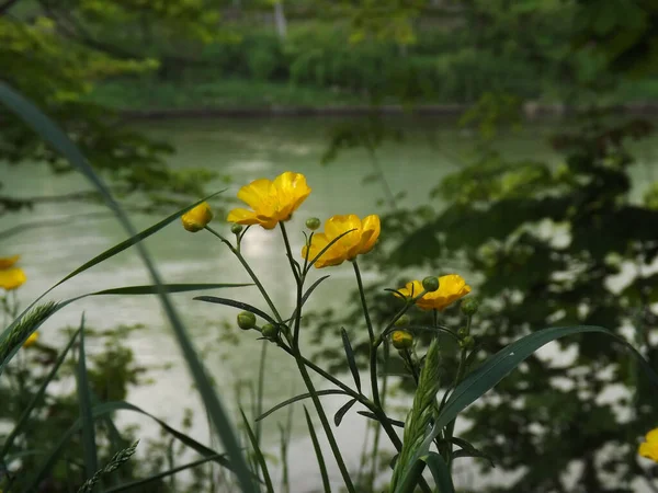 Крупный План Ranunculus Acris Цветы Возле Реки — стоковое фото
