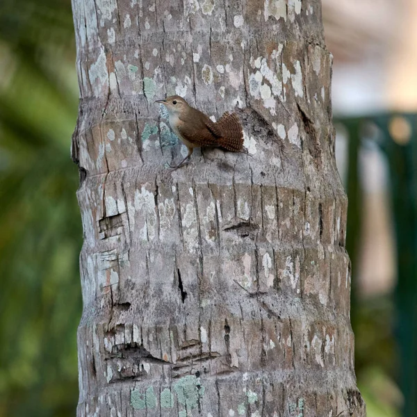 Avrasya Kırlangıcına Dikey Bir Yakın Çekim Troglodit Trogloditleri Ağaç Gövdesine — Stok fotoğraf