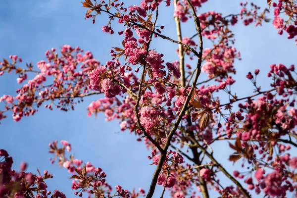 在阳光明媚的日子里 在蓝天的映衬下 樱桃树的各种枝条在树上绽放着一道低角的花朵 — 图库照片