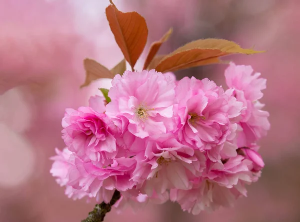 Een Close Van Met Een Bloeiende Tak Van Japanse Kers — Stockfoto