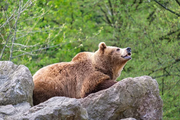 Lindo Oso Pardo Ursus Arctos Una Roca Tierpark Stadt Haya — Foto de Stock