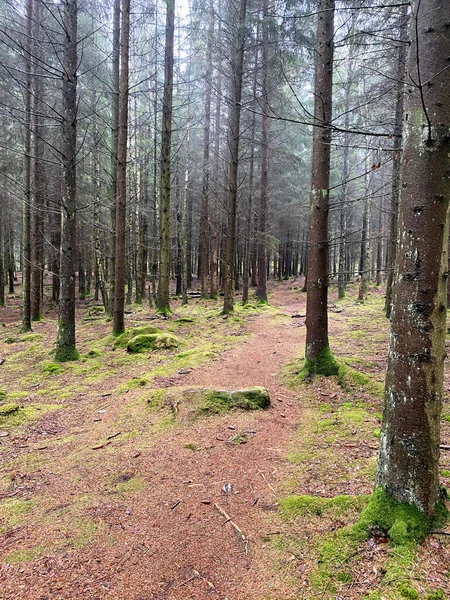 Vertical Shot Pathway Forest — Stock Photo, Image