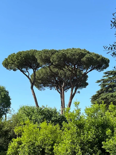 Vertical Shot Stone Pine Tree Blue Sky — Stock Photo, Image