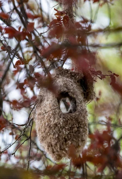 Птичье Гнездо Ремиза Свисающее Ветвей — стоковое фото