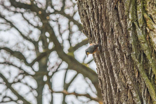 Pássaro Nuthatch Sentado Árvore Luz Dia — Fotografia de Stock