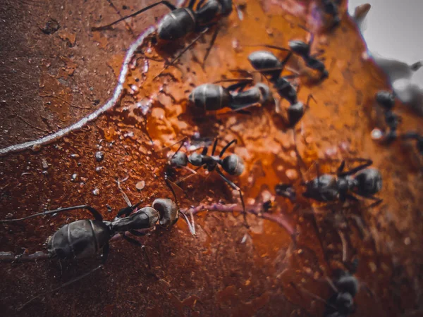 Een Kolonie Mieren Een Bruin Oppervlak — Stockfoto