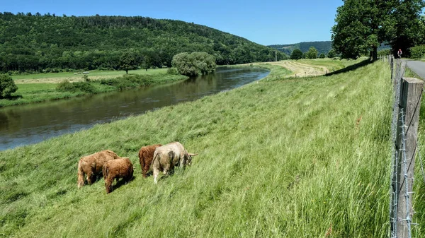 ドイツの牧草地での牛の放牧の高い角度ビュー — ストック写真