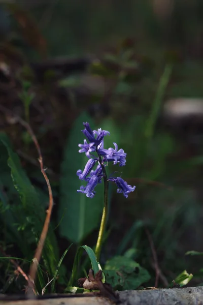 Vertical Shot Bluebell Blossoming Forest — Photo