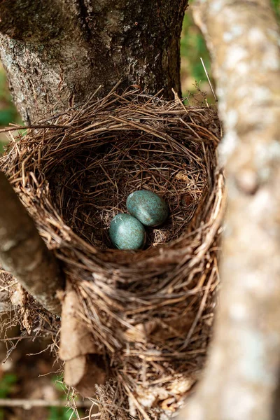 Een Close Van Eieren Het Nest — Stockfoto