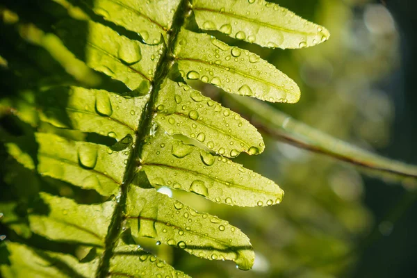 Una Hoja Helecho Con Gotas Agua Cerca —  Fotos de Stock