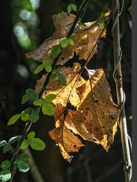 Vertical Shot Old Dry Autumn Leaves Small Branch Green Small — Photo