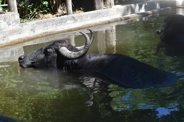 Een Buffel Het Water Dierentuin — Stockfoto