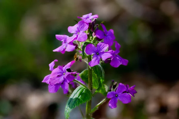 Close Florescer Lunaria Annua — Fotografia de Stock