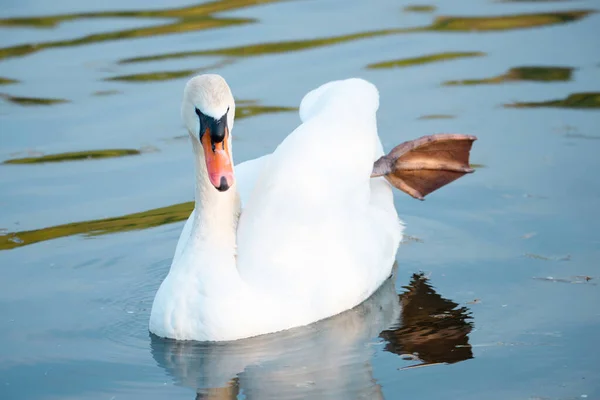 Biały Łabędź Trzepoczący Skrzydłami Rzeka Moselle Niemczech Ptaki Wodne Zwierzęta — Zdjęcie stockowe