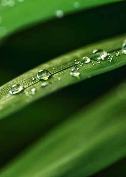 Ein Vertikaler Schuss Grüner Blätter Die Mit Wassertropfen Bedeckt Sind — Stockfoto