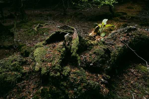 Zelené Rostliny Dřevo Pokryté Mechem Lese — Stock fotografie