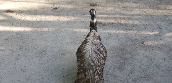 Emu Bird Wild Sand — Stock Photo, Image