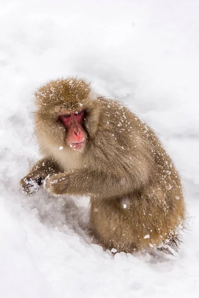 A closeup shot of a fluffy wild macaque monkey under snowfall