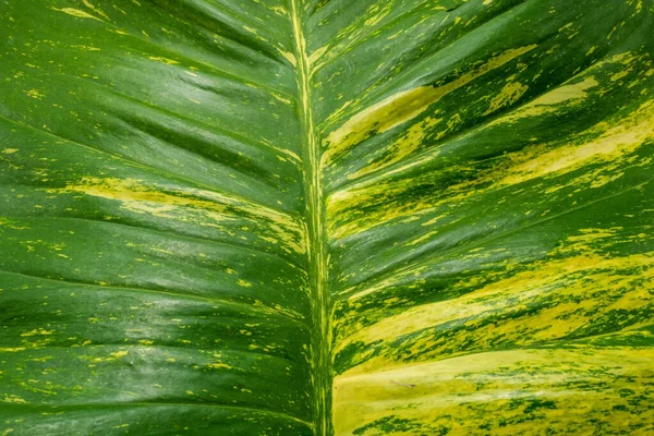 緑と黄色のセクションを持つ熱帯植物の広い葉 — ストック写真