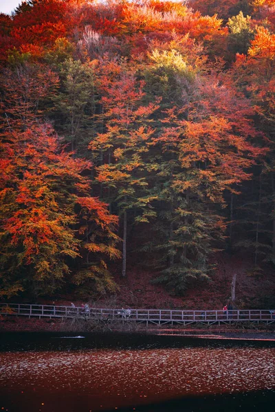 スウェーデンのSkaneで秋の間に神秘的なカラフルな森の垂直ショット — ストック写真