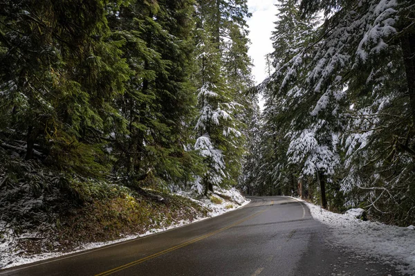 Δρόμος Μέσα Από Δάσος Mount Rainier Πολιτεία Ουάσιγκτον — Φωτογραφία Αρχείου