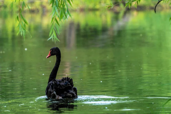 Majestic Black Swan Swimming Peacefully Bright Green Lake Sunny Day — Stock Photo, Image