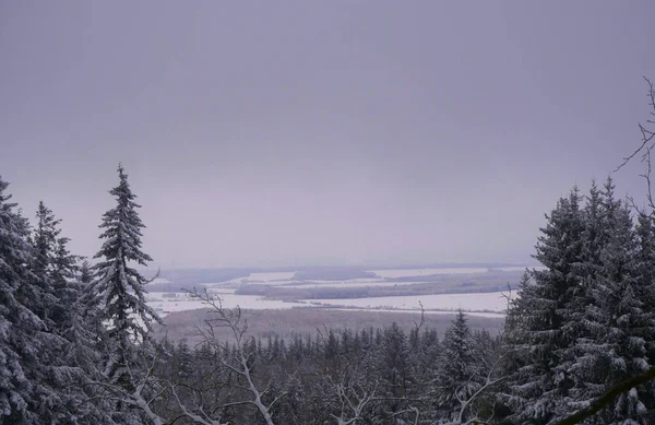 Snow Day Trees — Foto de Stock