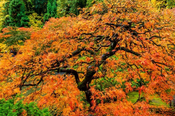 A closeup of a Japanese maple tree with colorful leaves in the garden