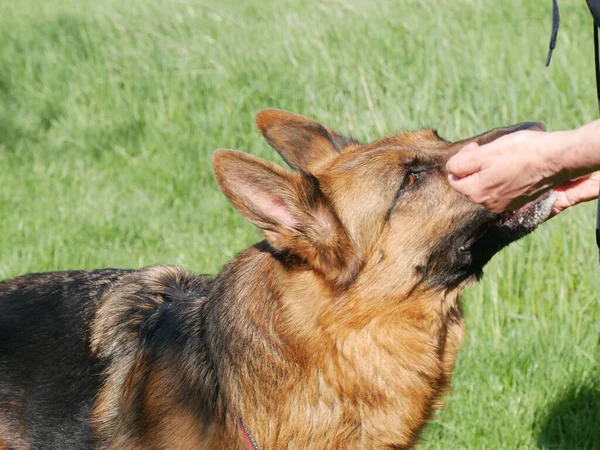 Owner Giving Reward German Shepherd Dog — Stock Photo, Image