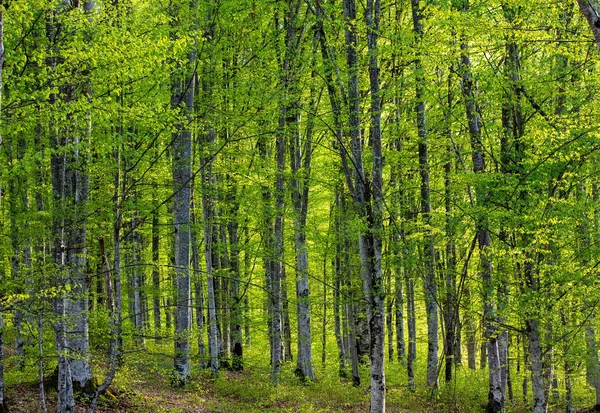Krajobraz Młodym Lesie Bukowym Wiosną Dżungla Świeże Natura Dzikie — Zdjęcie stockowe
