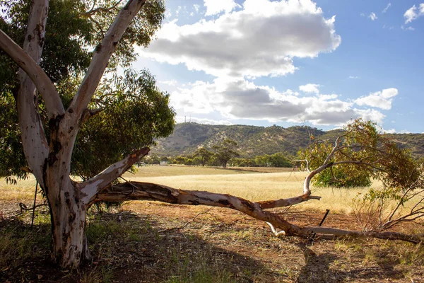 Mavi bulutlu arka planda dağılmış ağaçların güzel manzarası.