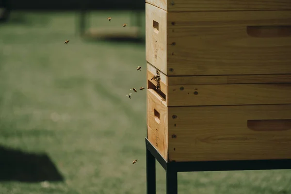 A group of bees buzzing and flying next to the wooden beehive