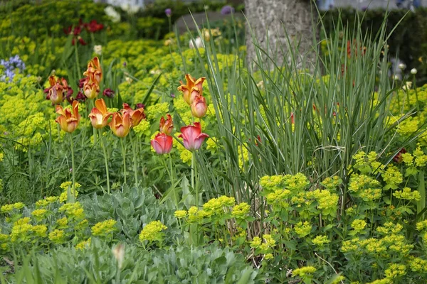 Hildesheim Niedersachsen Tyskland Använd Som Bakgrund Eller Tapet — Stockfoto