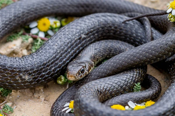 Close Macro Shot Black Western Whip Snake Hierophis Viridiflavus Basking — Stock Photo, Image