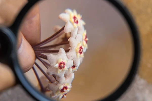 Tiro Close Uma Planta Cera Fundo Embaçado — Fotografia de Stock