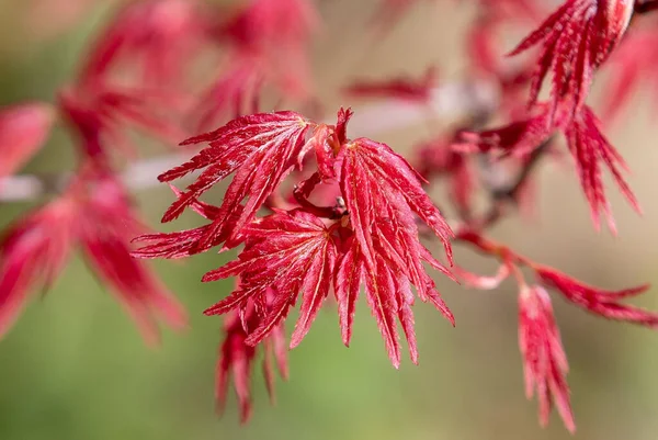Close Raw Acer Palmatum Leaves Branch Spring Red Colour Fresh — Stock Photo, Image