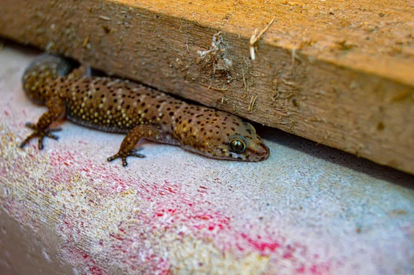 Closeup Thick Toed Gecko Pachydactylus Crawling Wooden Plank — Stock Photo, Image