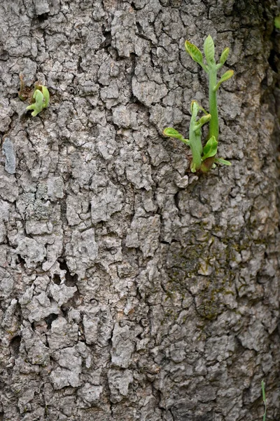Vertikální Malých Zelených Rostlin Rostoucích Kmeni Stromu Divočině — Stock fotografie