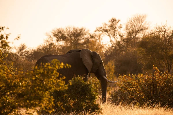 Een Close Van Een Olifant Safari — Stockfoto