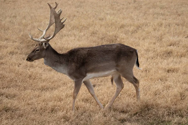 Fallow Deer Walking Wilderness — Stock Photo, Image