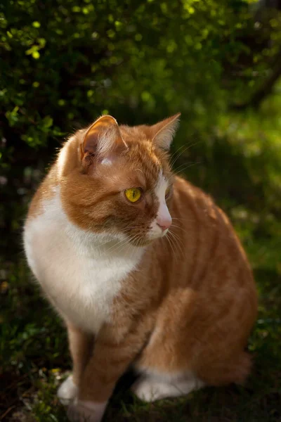 Eine Vertikale Nahaufnahme Einer Entzückenden Orangen Katze Mit Gelben Augen — Stockfoto