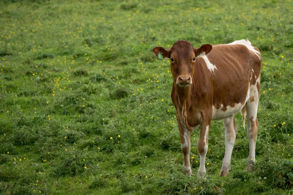 Primer Plano Una Vaca Marrón Mirando Cámara Pie Campo Verde — Foto de Stock