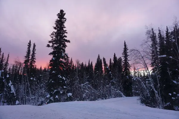 夕暮れ時のアラスカの雪の森の美しい景色 — ストック写真