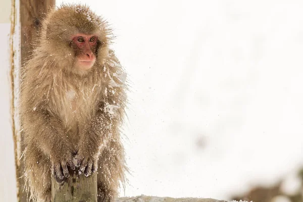 Closeup Shot Macaque Monkey Wood Snowfall — Stock Photo, Image