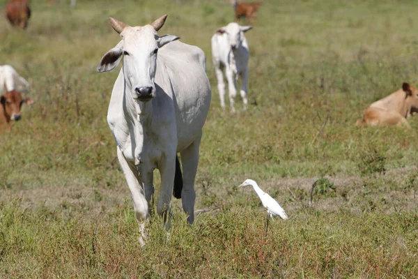 Ένα Κοντινό Πλάνο Της Λευκής Αγελάδας Περπατώντας Στο Πράσινο Πεδίο — Φωτογραφία Αρχείου