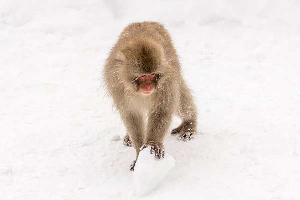 Eine Selektion Eines Japanischen Makaken Macaca Fuscata Einer Verschneiten Gegend — Stockfoto