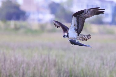 Bir bataklık gemisinin uçarken yakaladığı balığın seçici odak noktası.