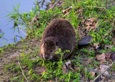 Uçurumda tek başına oturan ve bulanık arka planda ot yiyen sıradan kunduzun yakın plan fotoğrafı.