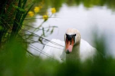 Sachsen-Anhalt 'da beyaz bir kuğu Halle an der Saale, Halle-Neustadt