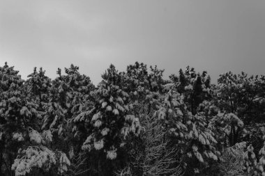 Çam ağaçlarıyla kaplı kar manzarası. Karlı gri bir gün.